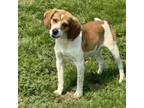 Adopt Dasher a Beagle