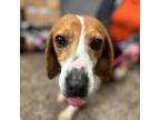 Adopt Lyle a Beagle