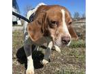 Adopt Zack - waiting for sponsor a Beagle