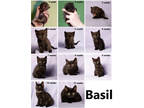 Adopt Basil a All Black Domestic Shorthair / Domestic Shorthair / Mixed cat in
