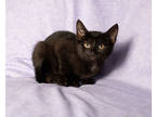 Adopt Bumblebee a All Black Domestic Shorthair / Domestic Shorthair / Mixed cat