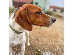 Adopt Franky a Foxhound