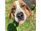 Adopt Doug a Beagle