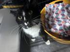 Adopt Gunther a Domestic Short Hair