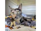 Adopt Marnie a Tortoiseshell Domestic Shorthair / Mixed cat in Rock Falls