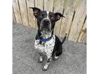 Adopt Smokey a Black Border Collie / Mixed dog in Quakertown, PA (38105462)