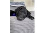 Adopt Lana a Black Labrador Retriever / Mixed dog in cypress, TX (38141865)