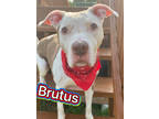 Adopt Brutus a White Terrier (Unknown Type, Medium) / Mixed Breed (Medium) /