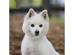 Adopt Cotton a White American Eskimo Dog / Mixed dog in King City, ON (38353951)