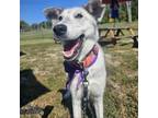 Adopt Ohana a Gray/Silver/Salt & Pepper - with Black Husky / Mixed dog in