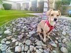 Adopt Lulu a Tan/Yellow/Fawn Beagle / Spaniel (Unknown Type) / Mixed dog in
