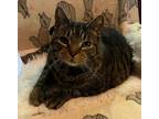 Adopt Major a Brown Tabby Domestic Shorthair (short coat) cat in Fairfield