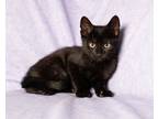 Adopt Sprout a All Black Domestic Shorthair / Domestic Shorthair / Mixed cat in