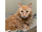 Adopt Red a Orange or Red Domestic Longhair / Domestic Shorthair / Mixed cat in