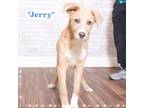 Adopt Jerry a Tan/Yellow/Fawn Shepherd (Unknown Type) / Mixed dog in Montgomery