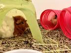 Adopt TOBLERONE a Orange Guinea Pig / Guinea Pig / Mixed small animal in