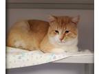 Adopt Mr. Business a Orange or Red (Mostly) Domestic Shorthair (short coat) cat