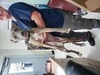 Adopt Indy a Brindle Mixed Breed (Medium) / Mixed dog in Savannah, TN (35284124)