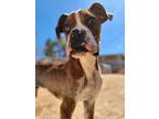 Adopt Jordan a Tricolor (Tan/Brown & Black & White) Boxer / Mixed dog in