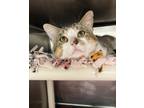 Adopt Benny Business a Tan or Fawn Tabby Domestic Shorthair (short coat) cat in