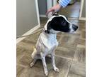 Adopt Sawyer a White Mixed Breed (Large) / Mixed dog in Grinnell, IA (38099917)