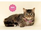 Adopt BLYTHE a Brown Tabby Domestic Shorthair (short coat) cat in Wyandotte