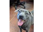 Adopt Ivelyse a Gray/Blue/Silver/Salt & Pepper American Pit Bull Terrier / Mixed