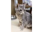 Adopt Cedric a Gray, Blue or Silver Tabby Domestic Shorthair (short coat) cat in