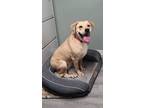 Adopt Goldie a Tan/Yellow/Fawn Retriever (Unknown Type) / Mixed dog in