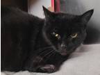 Adopt G-Money a All Black Domestic Shorthair / Domestic Shorthair / Mixed cat in