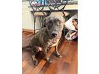 Adopt Rocky a Brindle - with White Catahoula Leopard Dog / Mixed dog in Ft