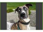 Adopt Dean a Brindle - with White Great Dane / Siberian Husky / Mixed dog in Los