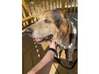 Adopt Barry a Black - with Brown, Red, Golden, Orange or Chestnut Hound (Unknown