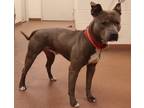 Adopt 80729 Gaston a Gray/Blue/Silver/Salt & Pepper American Pit Bull Terrier /