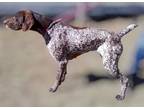 Adopt Zola a Brown/Chocolate - with Tan German Shorthaired Pointer / Mixed dog