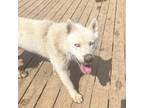Adopt Charlie a White - with Tan, Yellow or Fawn Husky / Mixed dog in Eufaula