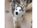 Adopt Leia a Gray/Silver/Salt & Pepper - with Black Husky / Mixed dog in