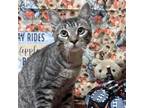 Adopt Moochi Clausell a Brown or Chocolate American Shorthair / Mixed cat in