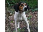 Adopt Hole a Black English (Redtick) Coonhound / Coonhound / Mixed dog in