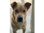 Adopt WINNIE a Tan/Yellow/Fawn Labrador Retriever / Mixed dog in Studio City