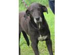 Adopt Duke (Neutered) a Black - with White Labrador Retriever / Weimaraner /