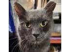 Adopt Storm a Gray or Blue Domestic Shorthair / Mixed cat in FREDERICK