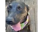 Adopt Bae a Black Labrador Retriever / Mixed dog in Green Forest, AR (38220606)