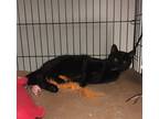 Adopt Julio bonded with Bonnie a Black (Mostly) Domestic Shorthair (short coat)