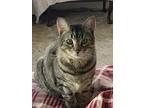 Adopt Lil Bob a Brown Tabby Domestic Shorthair (short coat) cat in Greensburg
