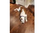 Adopt Bandit a White - with Brown or Chocolate Boxer / Mixed dog in Dunwoody
