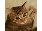 Adopt Penelope a Brown or Chocolate Domestic Shorthair / Mixed cat in