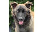 Adopt Aero von Arnstein a Tan/Yellow/Fawn - with Black German Shepherd Dog /