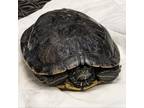 Adopt Kitten a Turtle - Water reptile, amphibian, and/or fish in Fairport
