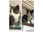 Adopt Misty a Gray or Blue (Mostly) Domestic Shorthair (short coat) cat in Rock